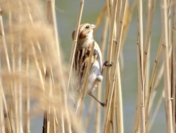 Common Reed Bunting 境川遊水地公園 Sun, 3/31/2024