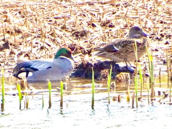 Falcated Duck 境川遊水地公園 Sun, 3/31/2024