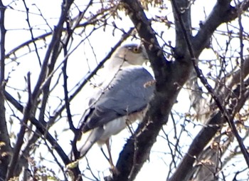 Eurasian Sparrowhawk 境川遊水地公園 Sun, 3/31/2024
