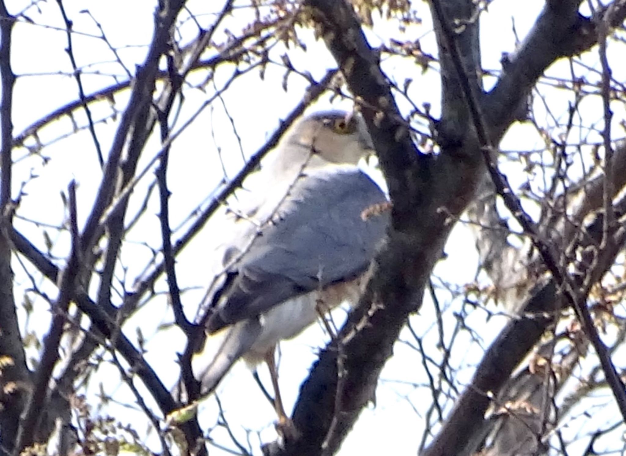 Photo of Eurasian Sparrowhawk at 境川遊水地公園 by KAWASEMIぴー