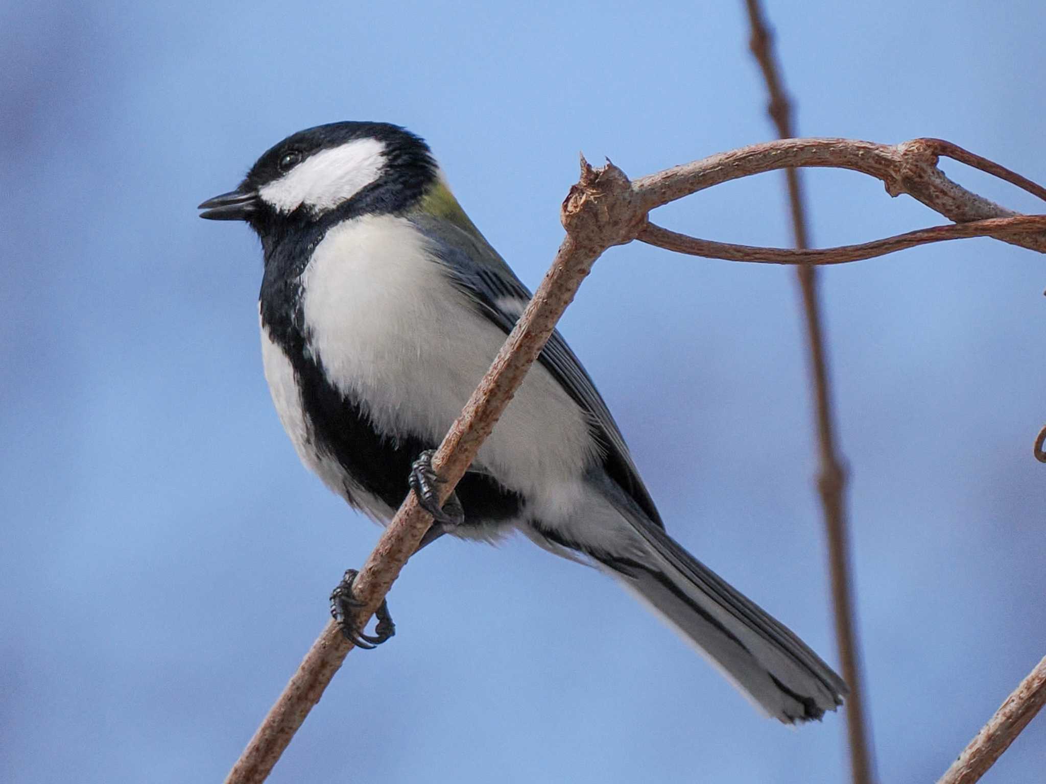 Japanese Tit