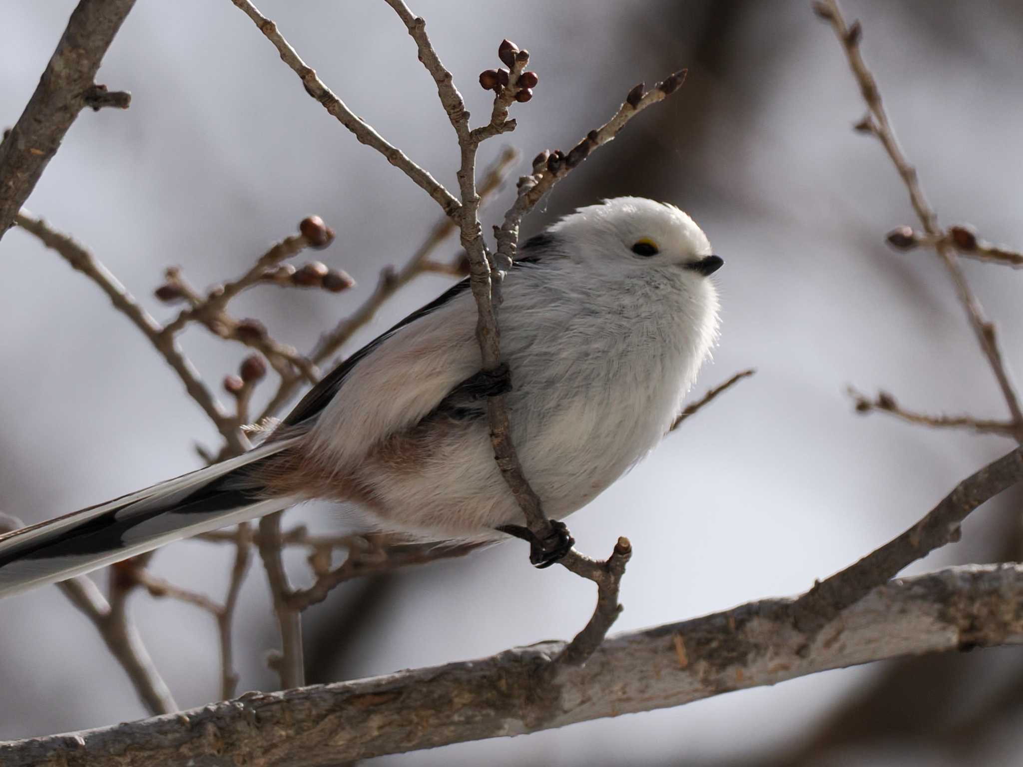 Photo of Long-tailed tit(japonicus) at 野幌森林公園 by 98_Ark (98ｱｰｸ)