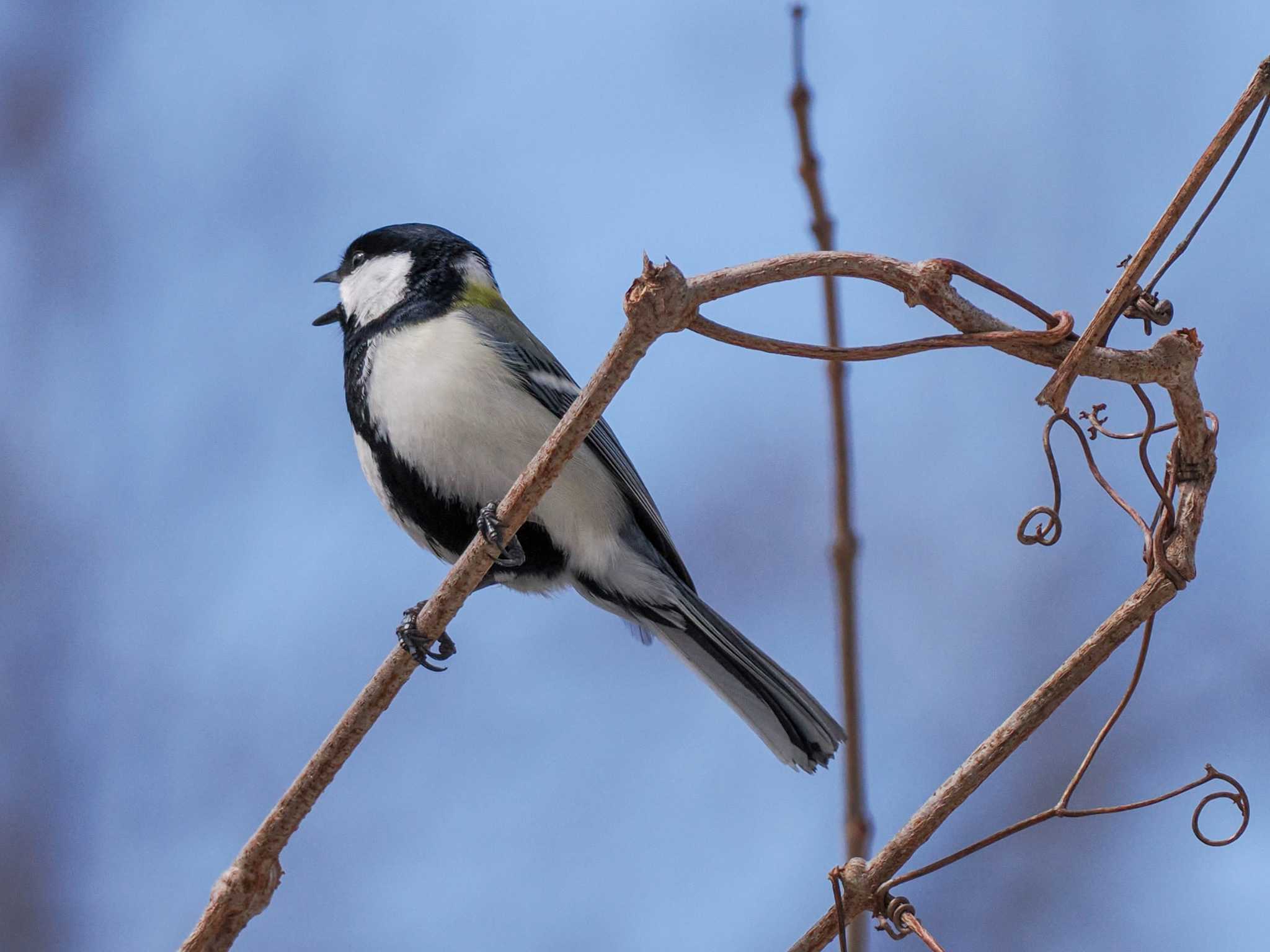 Japanese Tit