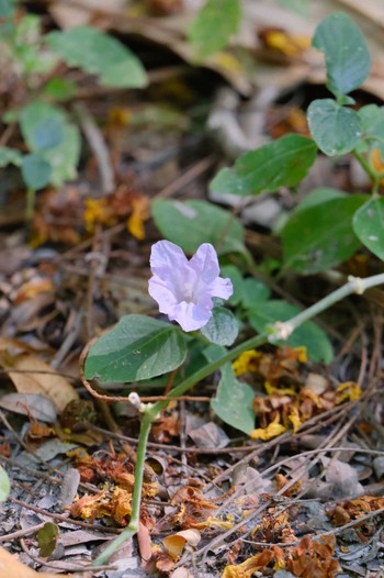 Unknown Species Wachirabenchathat Park(Suan Rot Fai) Sat, 3/30/2024