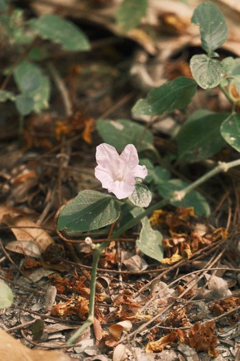 Unknown Species Wachirabenchathat Park(Suan Rot Fai) Sat, 3/30/2024