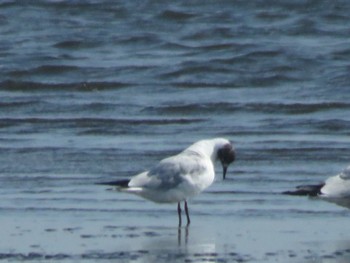 ユリカモメ ふなばし三番瀬海浜公園 2024年3月31日(日)