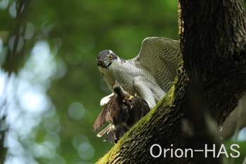 Eurasian Goshawk 東京都多摩地域 Fri, 6/23/2017