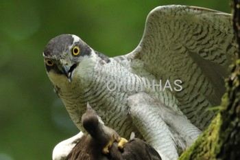 Eurasian Goshawk 東京都多摩地域 Fri, 6/23/2017