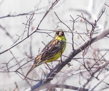 Masked Bunting 愛知県稲沢市 Sat, 3/30/2024