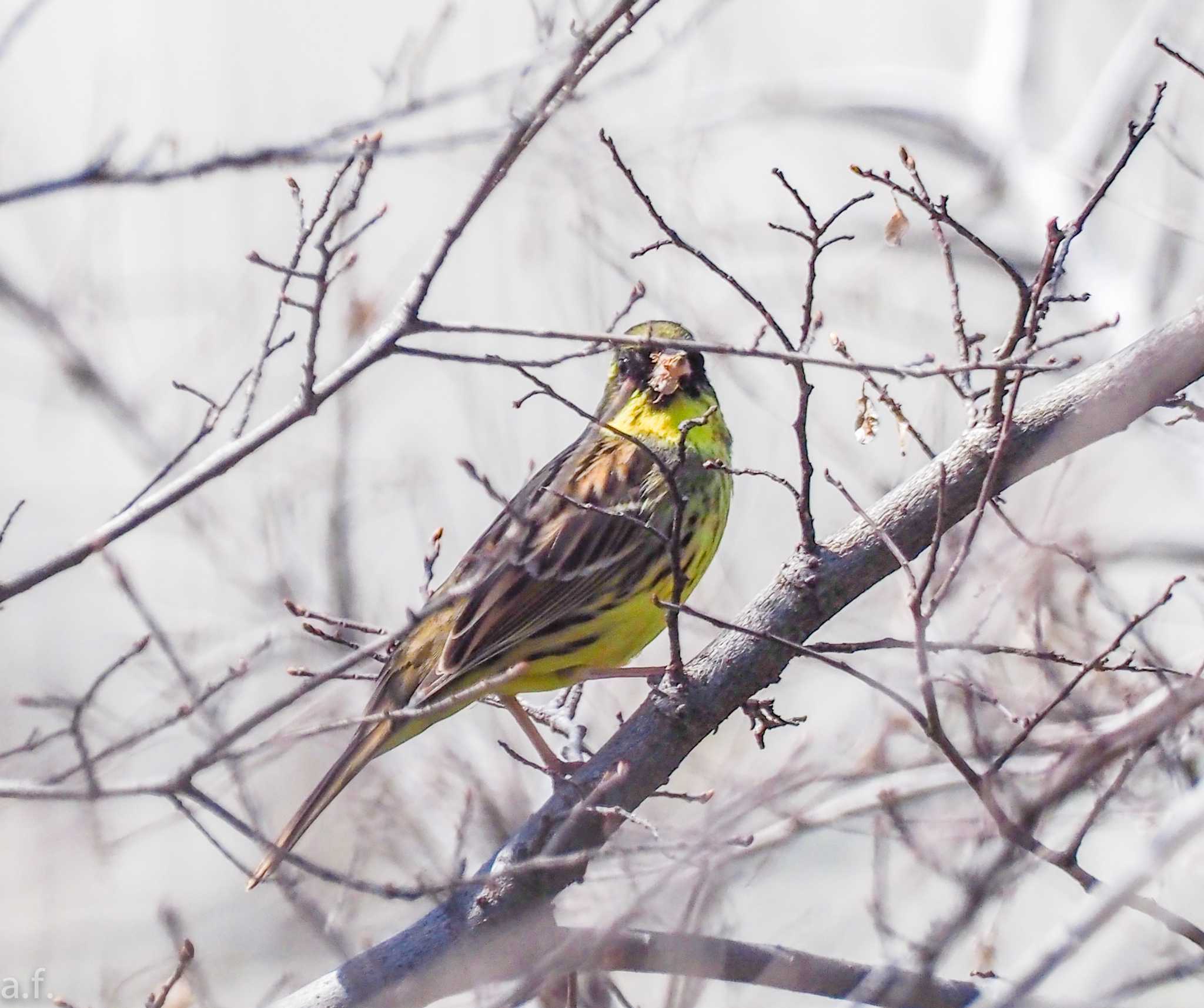 Photo of Masked Bunting at 愛知県稲沢市 by a.f.