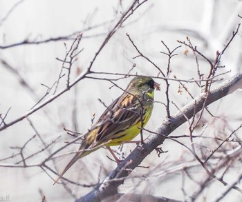 Masked Bunting 愛知県稲沢市 Sat, 3/30/2024