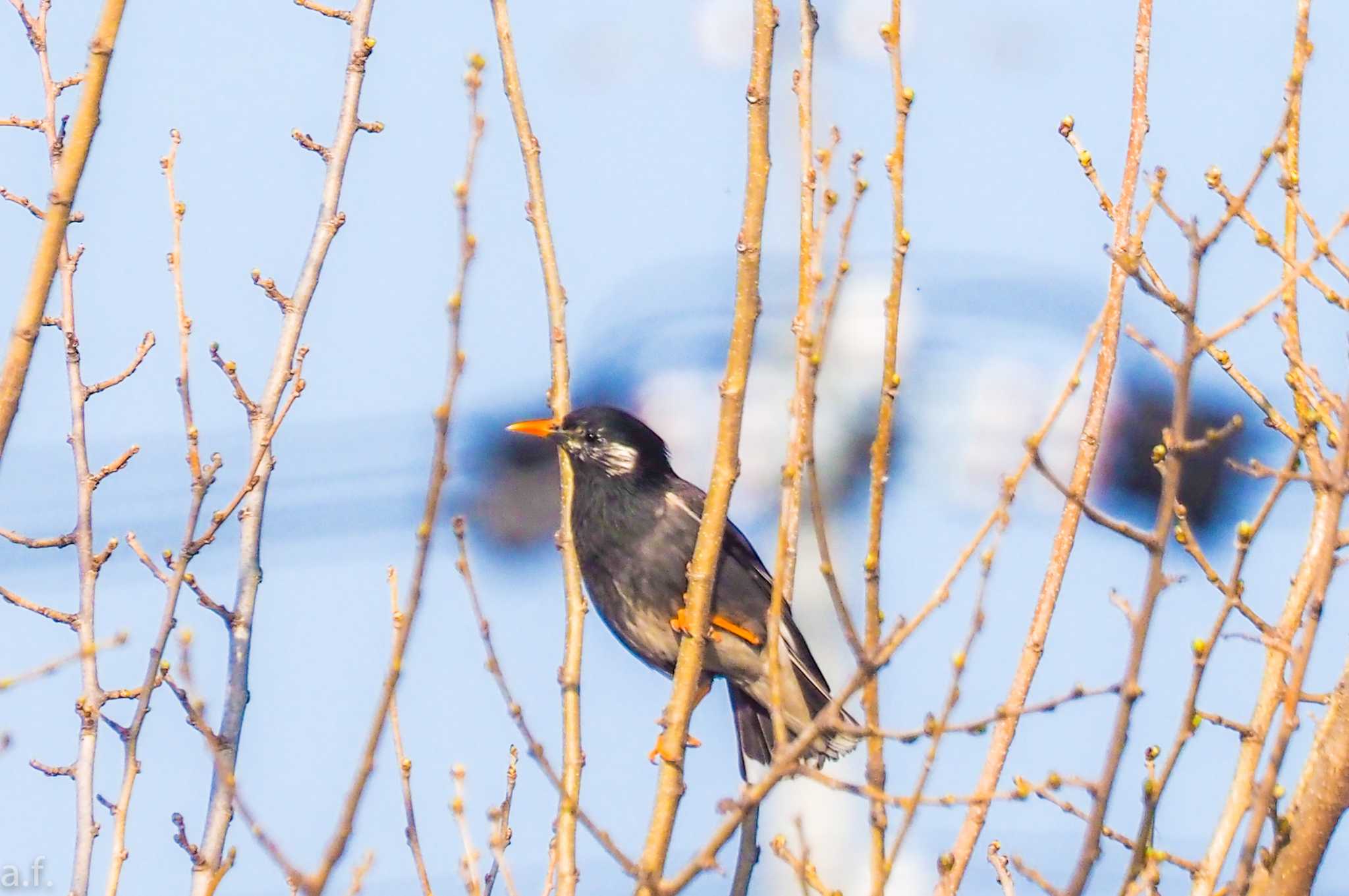 Photo of White-cheeked Starling at 愛知県稲沢市 by a.f.