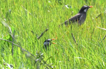 White-cheeked Starling 愛知県稲沢市 Sat, 3/30/2024