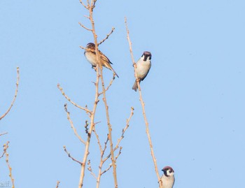 Eurasian Tree Sparrow 愛知県稲沢市 Sun, 3/31/2024