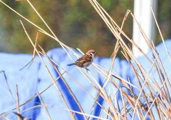 Eurasian Tree Sparrow 愛知県稲沢市 Sun, 3/31/2024