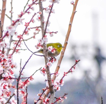 Warbling White-eye 町田市 Fri, 3/8/2024