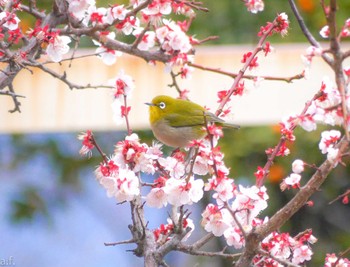 Warbling White-eye 町田市 Fri, 3/8/2024