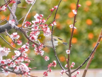 Warbling White-eye 町田市 Fri, 3/8/2024