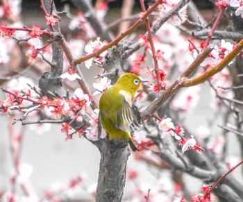 Warbling White-eye 町田市 Fri, 3/8/2024