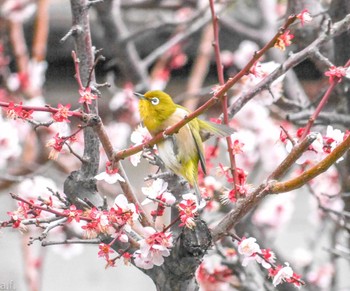 Warbling White-eye 町田市 Fri, 3/8/2024