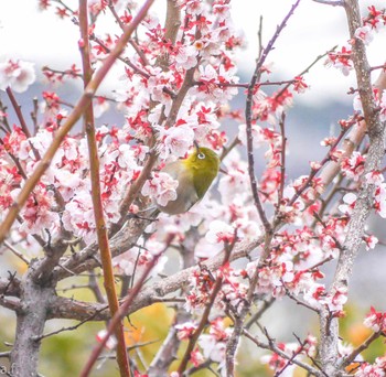 Warbling White-eye 町田市 Fri, 3/8/2024