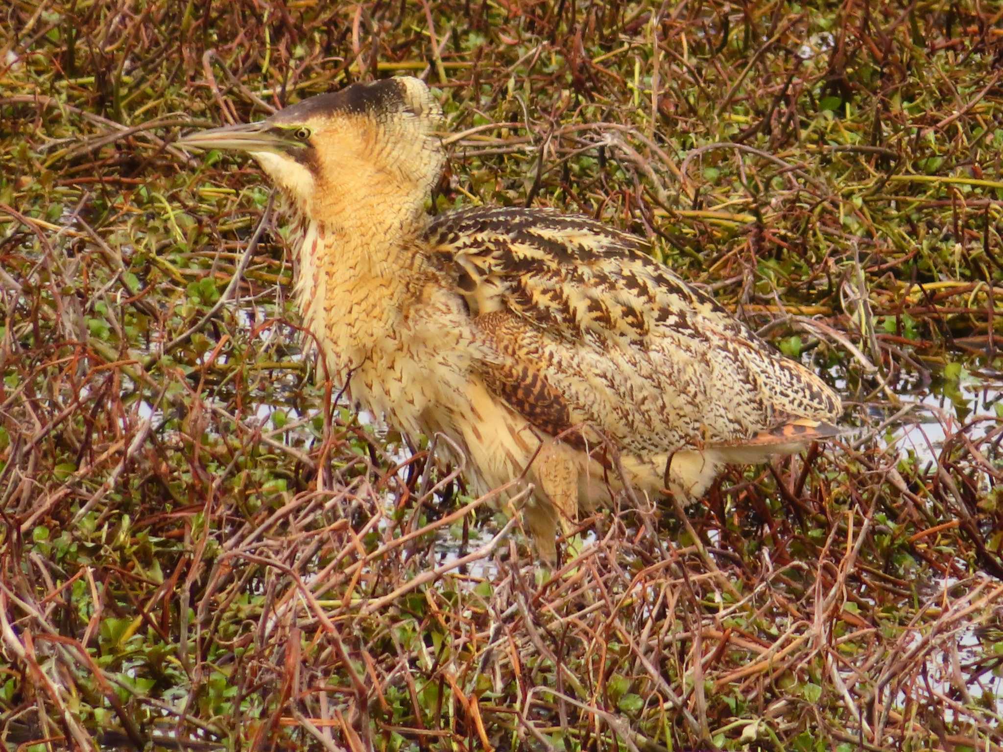 Photo of Eurasian Bittern at 伊庭内湖 by ゆ