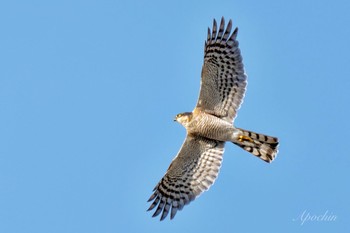 Eurasian Sparrowhawk 日野市 Sat, 3/30/2024