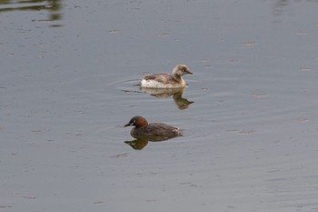 カイツブリ 葛西臨海公園 2024年3月28日(木)