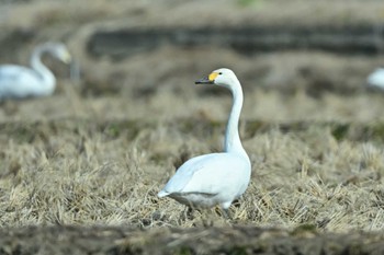 コハクチョウ 茨城町 2024年2月12日(月)