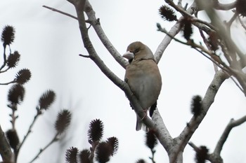 Hawfinch 隠岐(島根県) Thu, 3/28/2024