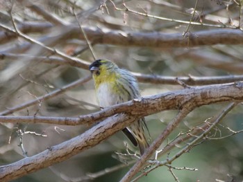 Eurasian Siskin 秩父 Thu, 3/14/2024