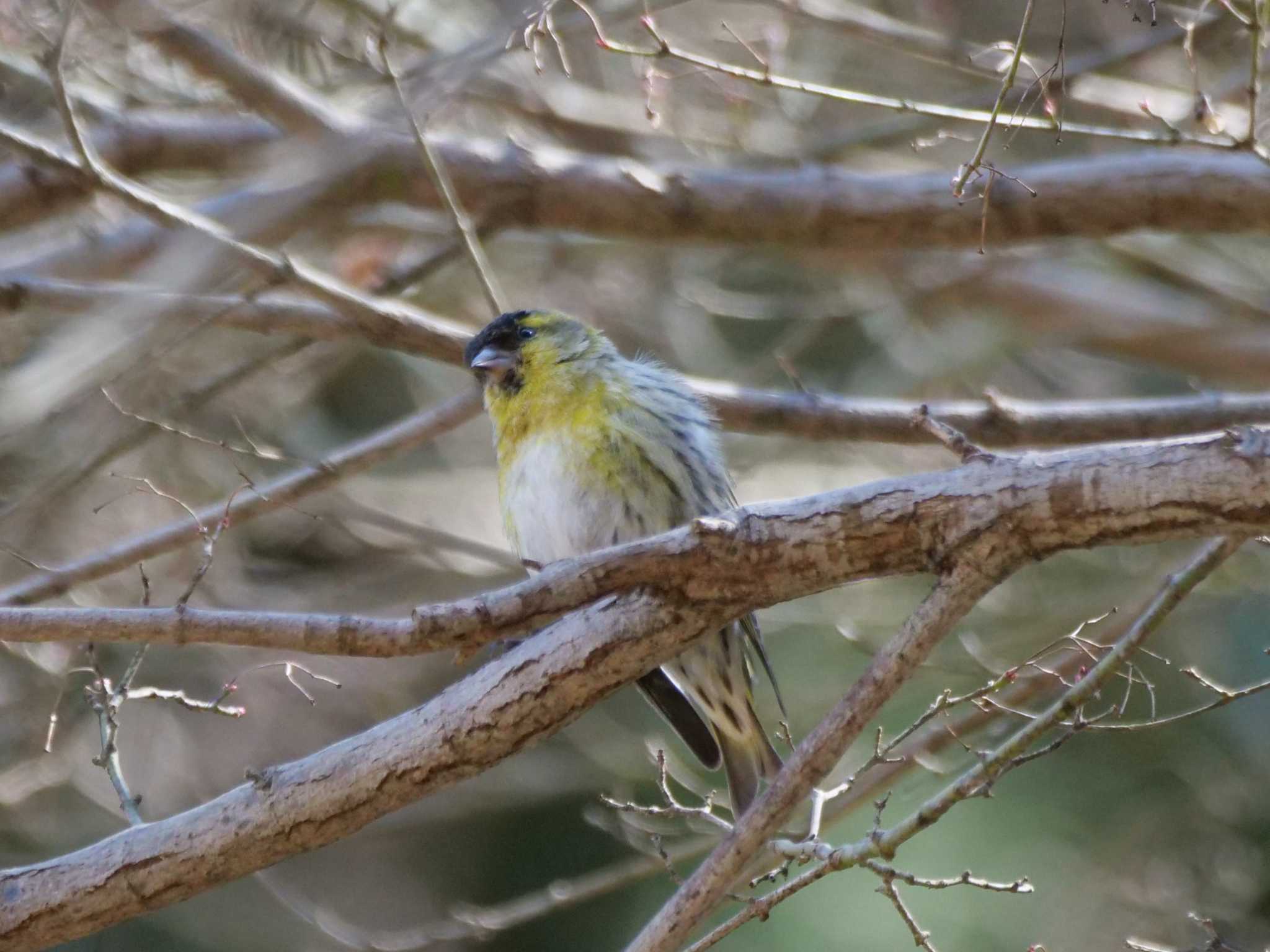 ・・・次に何がしたいか分かった。　　　　　　（続く） by little birds