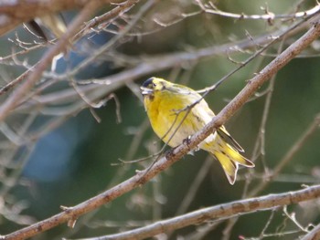 Eurasian Siskin 秩父 Thu, 3/14/2024