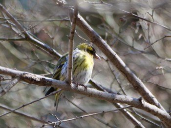 Eurasian Siskin 秩父 Thu, 3/14/2024