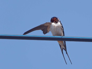 Barn Swallow 横浜市立金沢自然公園 Sun, 3/31/2024