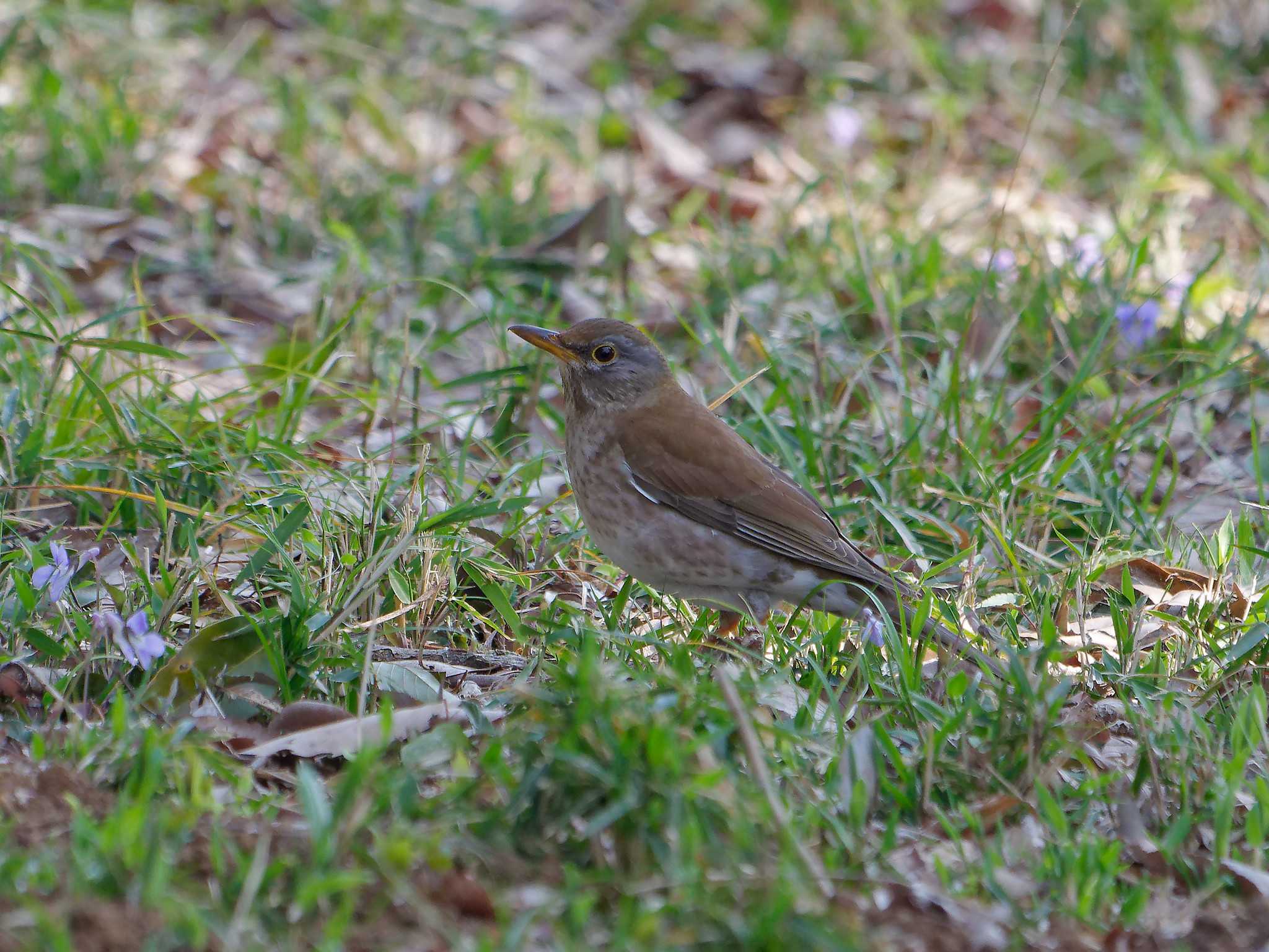 Photo of Pale Thrush at 横浜市立金沢自然公園 by しおまつ