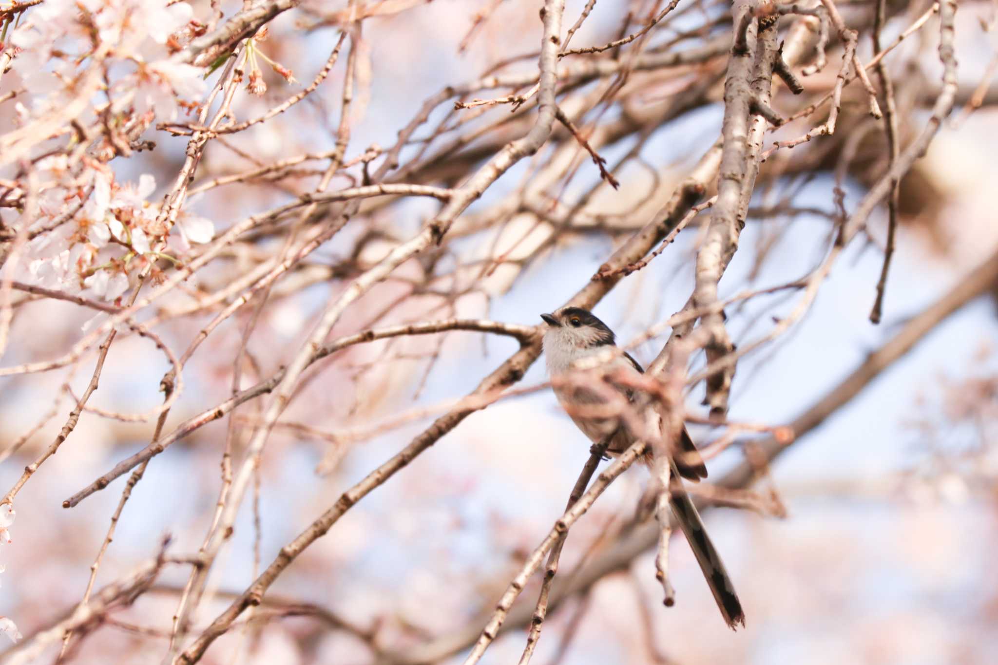 Long-tailed Tit