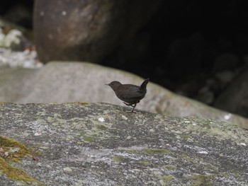 Brown Dipper 西丹沢 Sun, 3/31/2024