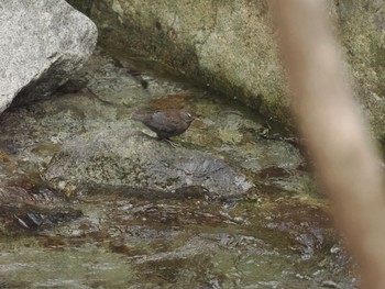 Brown Dipper 西丹沢 Sun, 3/31/2024