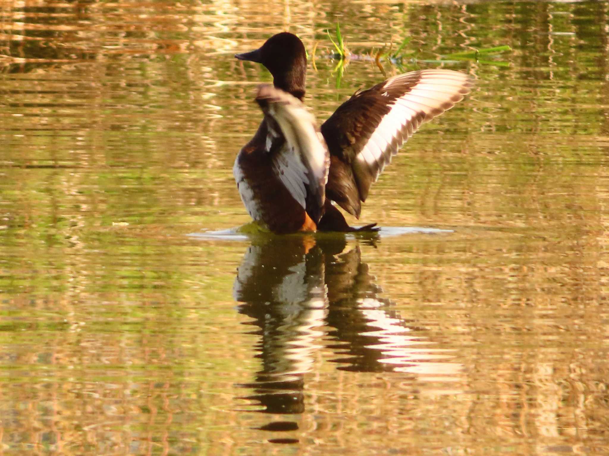 Photo of Baer's Pochard at Mizumoto Park by ゆ