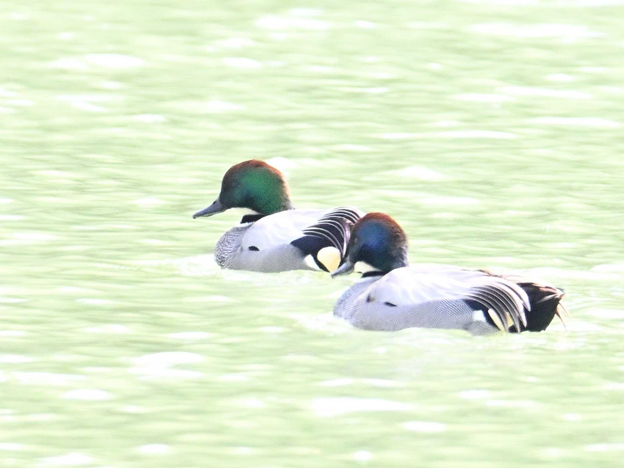 Falcated Duck