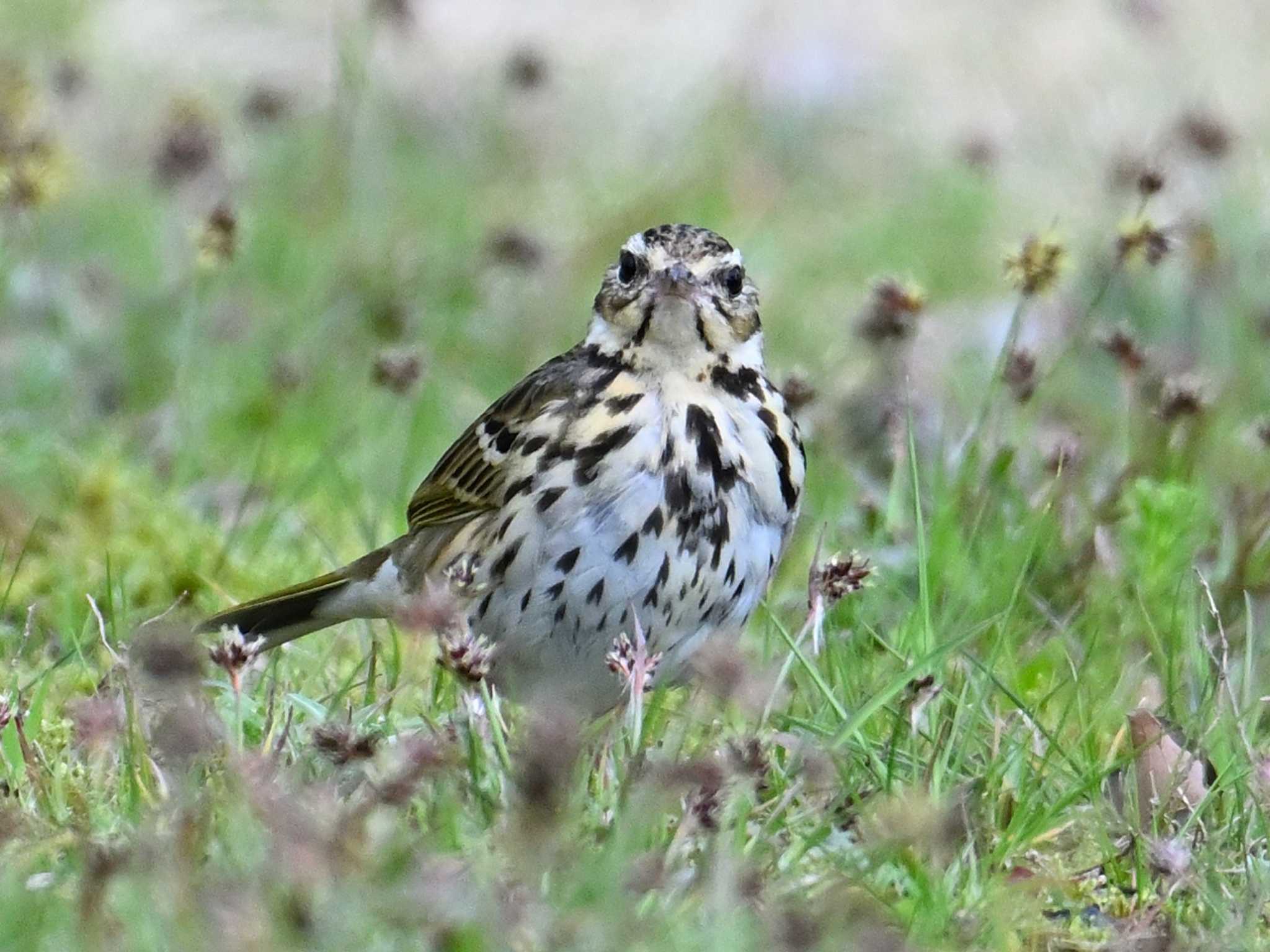 Olive-backed Pipit