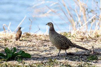 Green Pheasant ふれあい松戸川 Sat, 3/16/2024