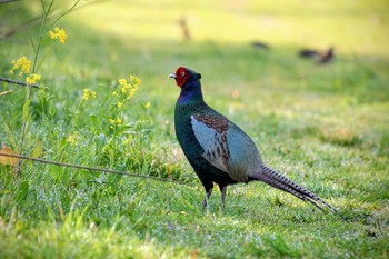 Green Pheasant ふれあい松戸川 Sun, 3/31/2024