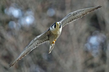 ハヤブサ 青葉山公園 2024年3月31日(日)