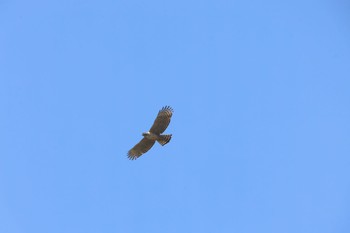 Mountain Hawk-Eagle Hayatogawa Forest Road Sat, 3/30/2024