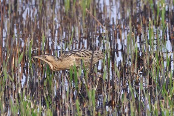 Eurasian Bittern Watarase Yusuichi (Wetland) Sun, 3/31/2024