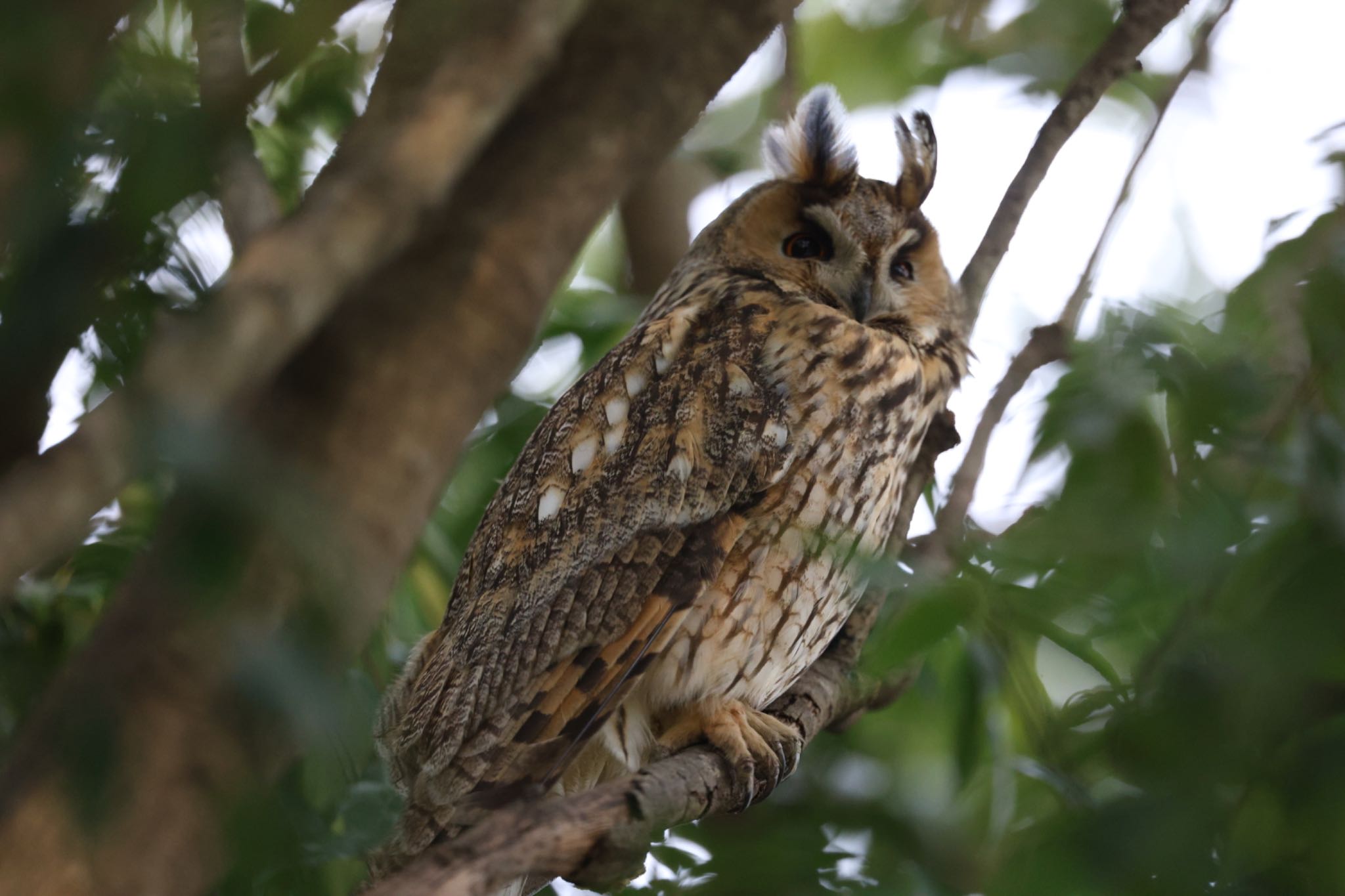 Photo of Long-eared Owl at Watarase Yusuichi (Wetland) by bobobobo09