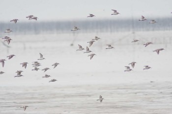 Dunlin Daijugarami Higashiyoka Coast Sun, 3/31/2024