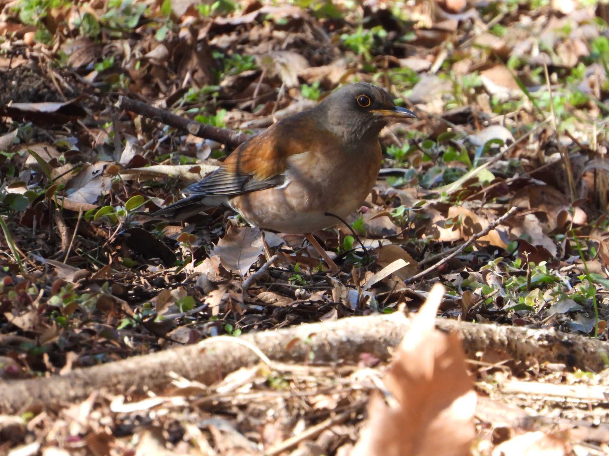 Pale Thrush